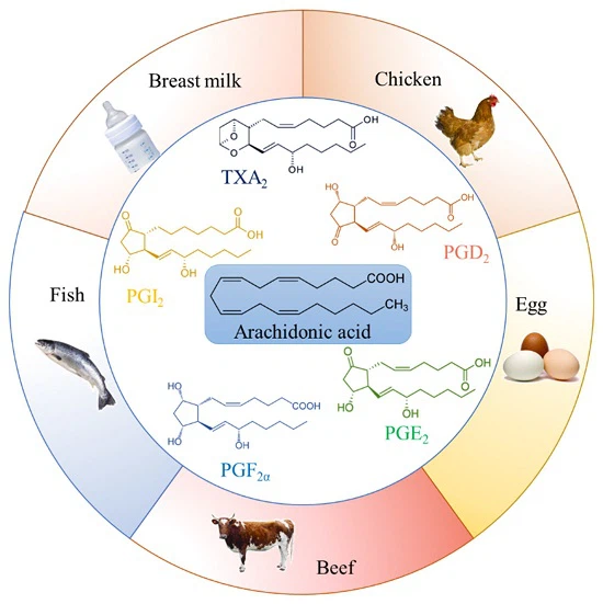 Arachidonic acid powder function Arachidonic acid powder function
