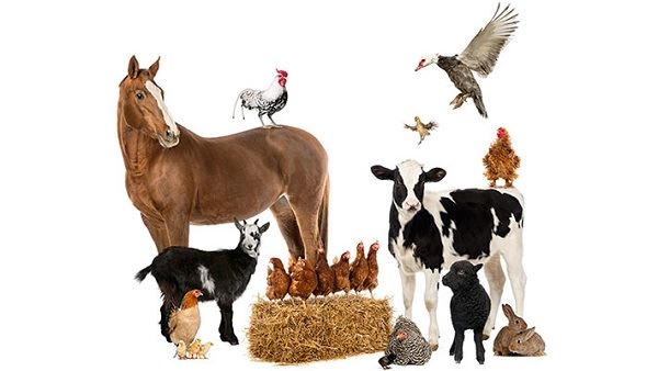 Ce beneficii ale licopenului pentru creșterea animalelor și a păsărilor de cu...